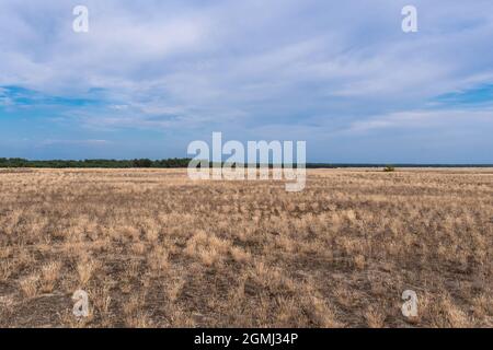 Lieberose, the largest desert in Germany, in the Spreewald near Cottbus in the state of Brandenburg Stock Photo