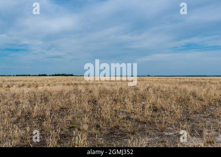 Lieberose, the largest desert in Germany, in the Spreewald near Cottbus in the state of Brandenburg Stock Photo