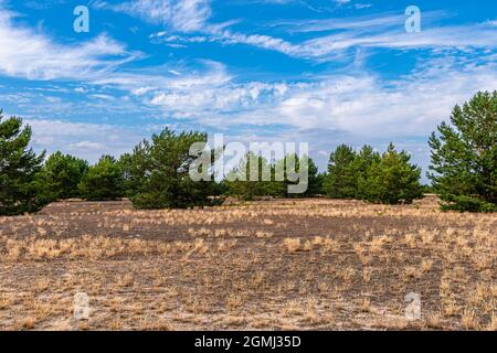 Lieberose, the largest desert in Germany, in the Spreewald near Cottbus in the state of Brandenburg Stock Photo