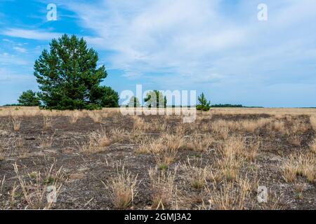 Lieberose, the largest desert in Germany, in the Spreewald near Cottbus in the state of Brandenburg Stock Photo