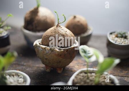 Beautiful small tree in clay pots on blurred background. Stock Photo