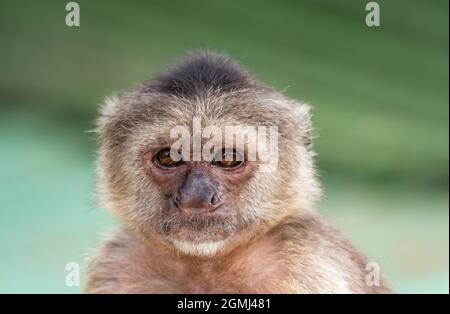 A head shot of a Wedge-capped Capuchin (Cebus olivaceus), or Weeper Capuchin with a blurred background and natural lighting. Stock Photo