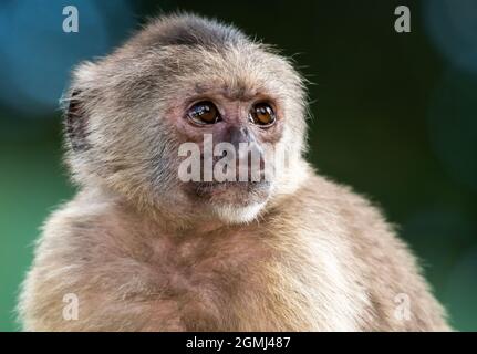 A head shot of a Wedge-capped Capuchin (Cebus olivaceus), or Weeper Capuchin with a blurred background and natural lighting. Stock Photo