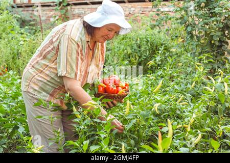 Elderly woman picks vegetables from her garden. Organic gardening Stock Photo