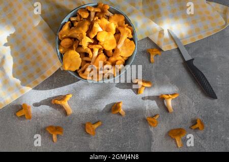 Bowl of clean Chanterelle mushrooms, knife, towel on the kitchen table on sunny day. Stock Photo