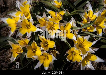 yellow flowers with white edges close-up Stock Photo