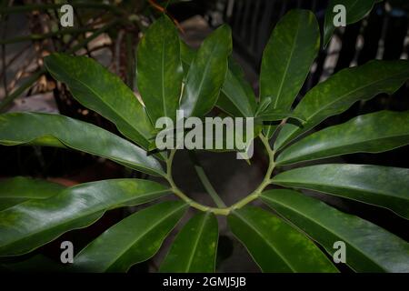 twisted branch with large leaves close-up Stock Photo