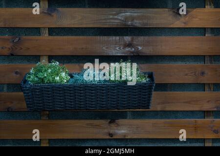 pots with plants on a wooden wall Stock Photo