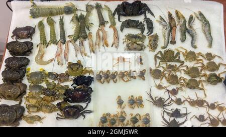 Samples of fresh seafood including crabs, spider-crabs, shrimp, mantis shrimp, Ocypode arranged on a towel Stock Photo