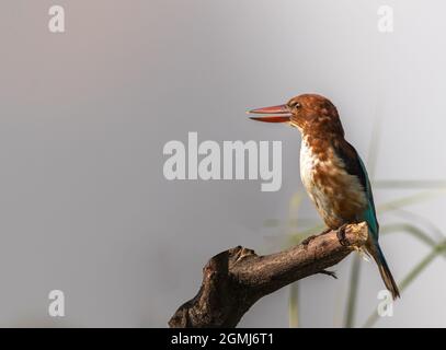 White chested kingfisher sitting on a cut tree Stock Photo