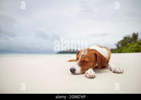 Cute dog sleeping on beautiful white sand beach against sea. Stock Photo