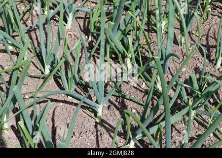 Rows of onions, Allium cepa of unknown variety, growing in a vegetable garden with well cultivated weed free soil as background. Stock Photo