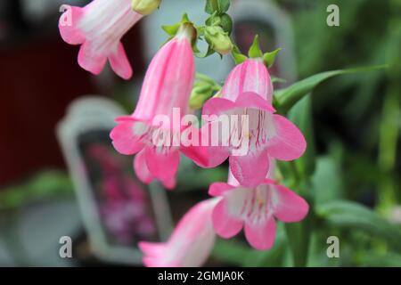 Closeup of pink and white Beard Tongue flowers Stock Photo