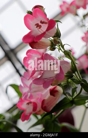 Closeup of pink and white Beard Tongue flowers Stock Photo