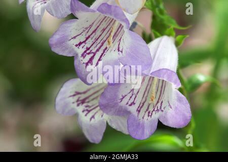 Closeup of purple and white Beard Tongue flowers Stock Photo