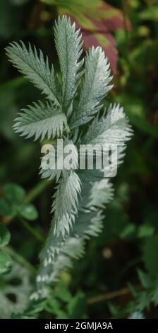 Wild silverweed (Potentilla anserina) growing on Salisbury Plain chalkland meadows, Wiltshire UK Stock Photo