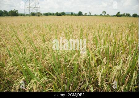 golden rice field in golden sunshine in afternoon Stock Photo