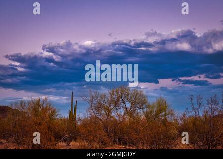 Sonoran desert landscape with beautiful clouds in purple sky Stock Photo