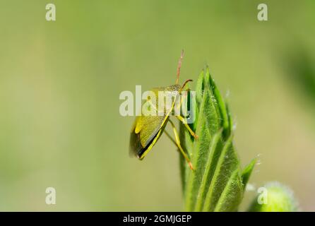 Gorse shield bug (Piezodorus lituratus) Stock Photo