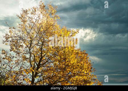 Beautiful autumn landscape with yellow tree and cloudy sky Stock Photo