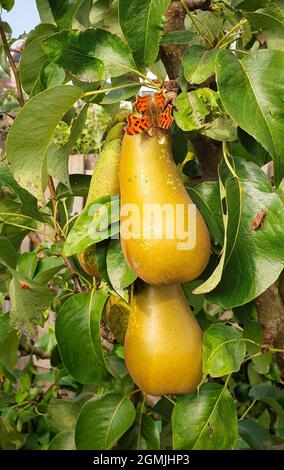 Ripe pears hang on a pear tree. An orange colored butterfly sits on one of the pears.