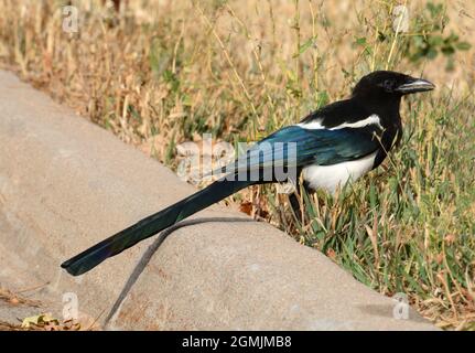 Black billed magpie also called American magpie bird standing in autumn dry grass near street curb Stock Photo