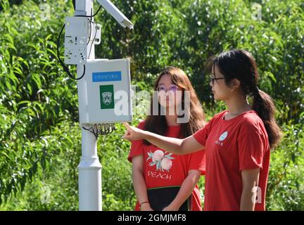 (210919) -- BEIJING, Sept. 19, 2021 (Xinhua) -- Bai Jie (R) and Li Ziyue, college students from China Agricultural University, check a small weather station in Future Orchard in Xiying Village of Yukou Township in Pinggu District of Beijing, capital of China, Aug. 25, 2021. 'Future Orchard' is a high-tech orchard founded by local government with China Agricultural University and other enterprises. The orchard has a lab and four hectares of land with peach and kiwi trees. With the help of intelligent monitoring system for data analysis, accurate management and visual diagnosis on the environmen Stock Photo