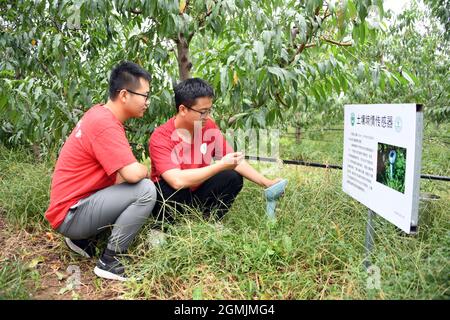 (210919) -- BEIJING, Sept. 19, 2021 (Xinhua) -- Hao Shenglei (L) and Shao Qi, college students from China Agricultural University, check the soil status on mobile phone in Future Orchard in Xiying Village of Yukou Township in Pinggu District of Beijing, capital of China, Sept. 19, 2021. 'Future Orchard' is a high-tech orchard founded by local government with China Agricultural University and other enterprises. The orchard has a lab and four hectares of land with peach and kiwi trees. With the help of intelligent monitoring system for data analysis, accurate management and visual diagnosis on t Stock Photo