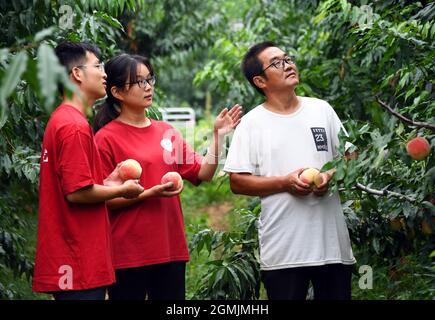 (210919) -- BEIJING, Sept. 19, 2021 (Xinhua) -- Zhou Zhan (L) and Bai Jie (C), college students from China Agricultural University, check the growth of peach in Future Orchard in Xiying Village of Yukou Township in Pinggu District of Beijing, capital of China, Sept. 14, 2021. 'Future Orchard' is a high-tech orchard founded by local government with China Agricultural University and other enterprises. The orchard has a lab and four hectares of land with peach and kiwi trees. With the help of intelligent monitoring system for data analysis, accurate management and visual diagnosis on the environm Stock Photo