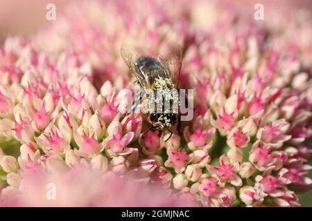 a honey bee with pollen grains at its body is feeding on nectar at a pink sedum flower in the garden in summer Stock Photo