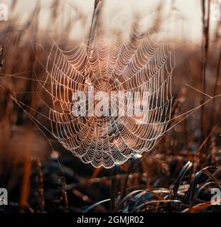 Spider web on an autumn morning dew Stock Photo