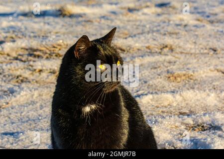 Black cat sitting on white snow in winter. Stock Photo