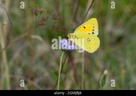 Female Clouded yellow-Colias croceus feeds on Scabious-Scabiosa Stock Photo