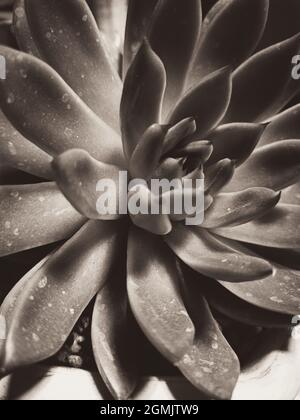 A closeup shot of a pinwheel plant Stock Photo