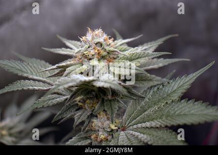 Medical Cannabis plant nearing the end of its life-cycle and close to harvest. Stock Photo