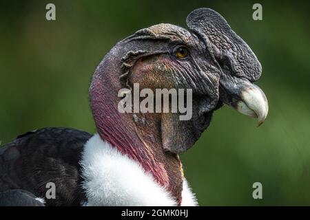 Portrait of an Andean Condor (Vultur gryphus) Stock Photo