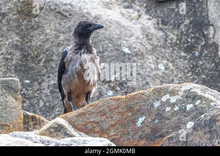 Carrion Crow (Corvus corone cornix) Stock Photo