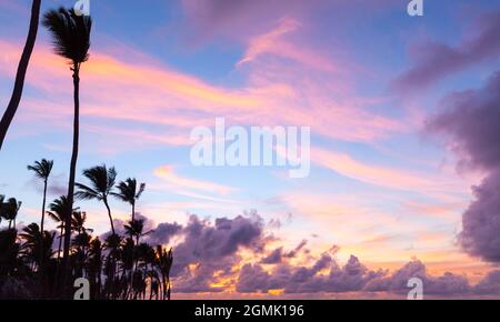 Coconut palm trees are under bright evening sky, tropical vacation background Stock Photo