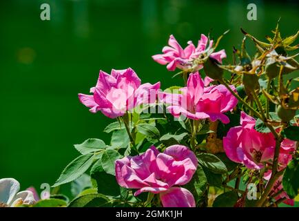 Rosa x damascena, commonly known as Damascus rose, Castilian, of Castile, of France, of Provins. Selective focus. Stock Photo