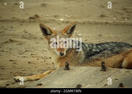 Black-backed jackal laying on the beach Stock Photo