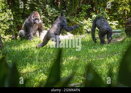 Playful young Western lowland gorillas at Zoo Atlanta in Atlanta, Georgia. (USA) Stock Photo