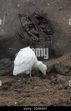 Eastern Cattle Egret (Bubulcus ibis coromandus) adult feeding on wounds of a live but paralysed Water Buffalo (Babalus babalis) wounded by a Tiger (Pa Stock Photo