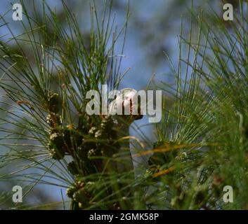 Common parakeet between the branches of australian pine with a small fruit in its beak Stock Photo