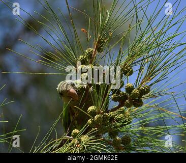 Branch of australian pine and common parakeet eating the small fruits Stock Photo