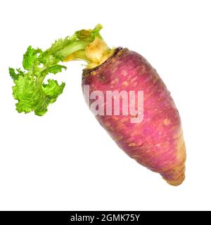 Baby Turnip Isolated on White Background with Clipping path Stock Photo