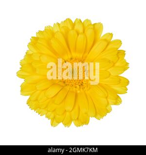 Top View of Marigold Flower Isolated on White Background with Clipping Path Stock Photo