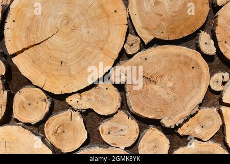 Wall decoration with sliced logs. Natural wood cut tree trunk, stump Stock Photo