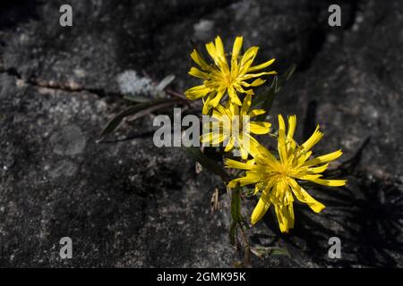 Three Marsh Hawk's-beard flowers grow in a crevice in the rock Stock Photo