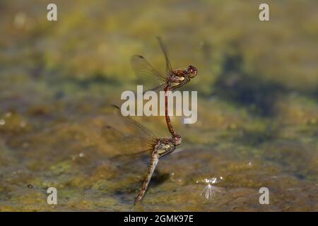 Common Darter dragonflies laying eggs Stock Photo