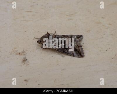 A side view of a Silver Y Moth, Autographa gamma , at rest on a piece of wood.